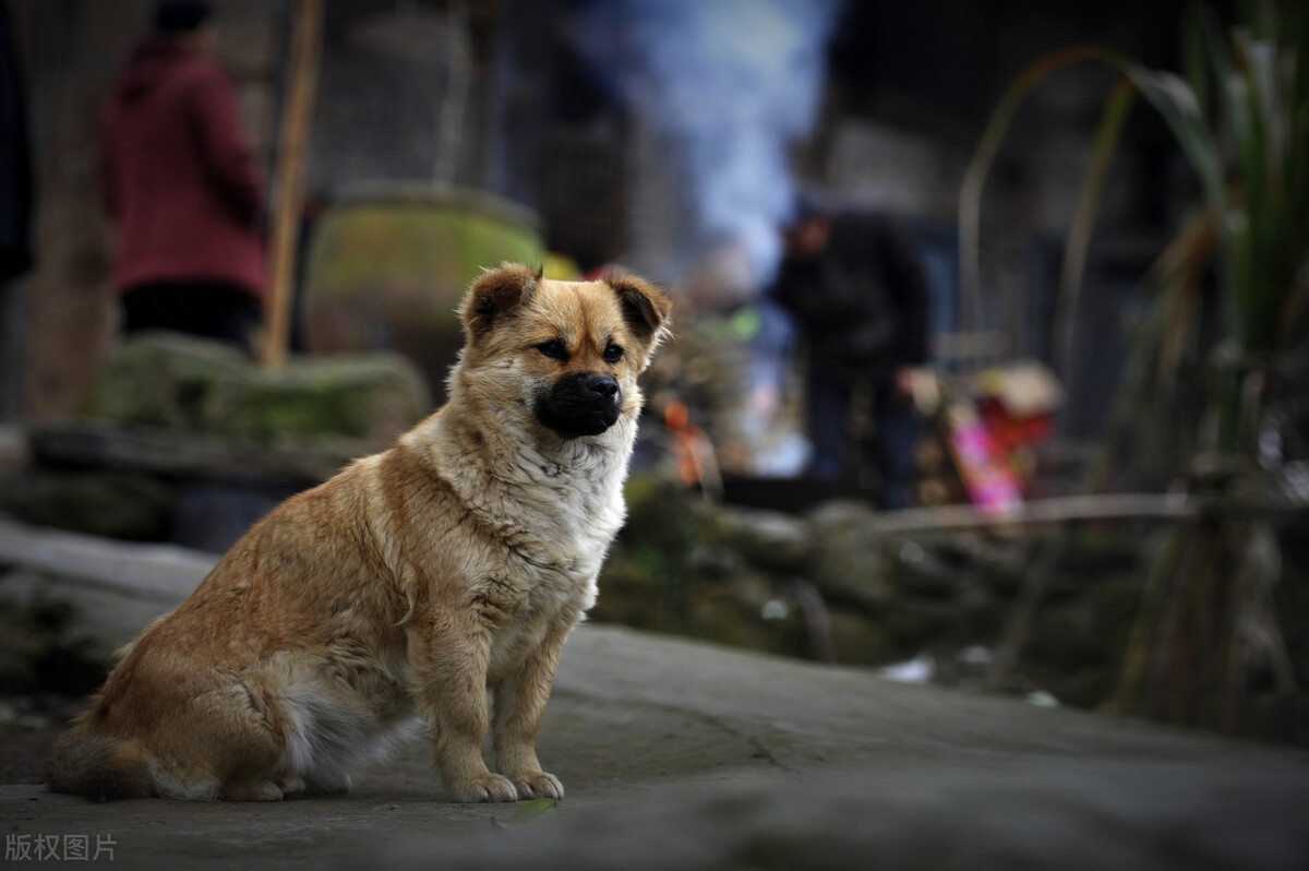 玛多大理连发地震，历史上地震发生前的诡异征兆有哪些？