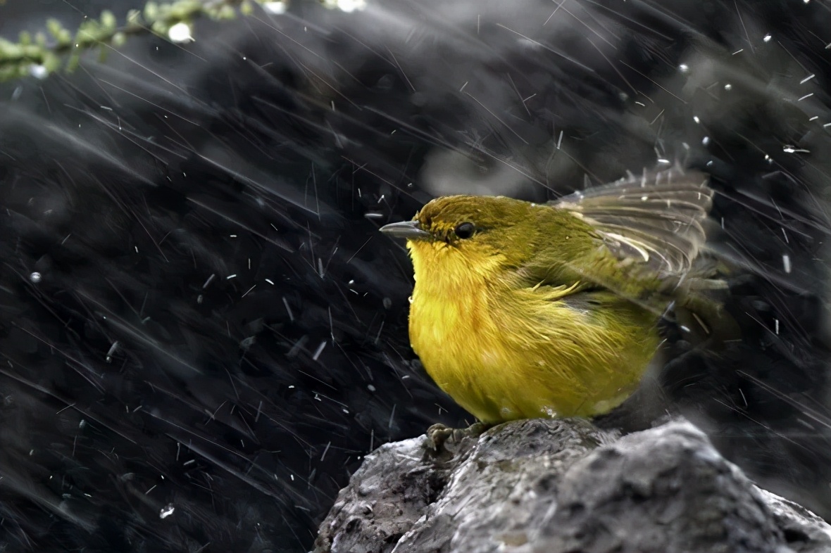 动物怎么度过暴雨？松鼠打起雨伞，大象丝毫不慌，猫头鹰哭了