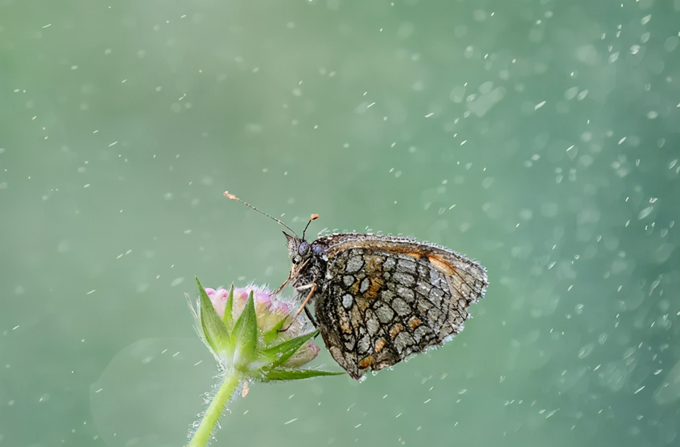 动物怎么度过暴雨？松鼠打起雨伞，大象丝毫不慌，猫头鹰哭了