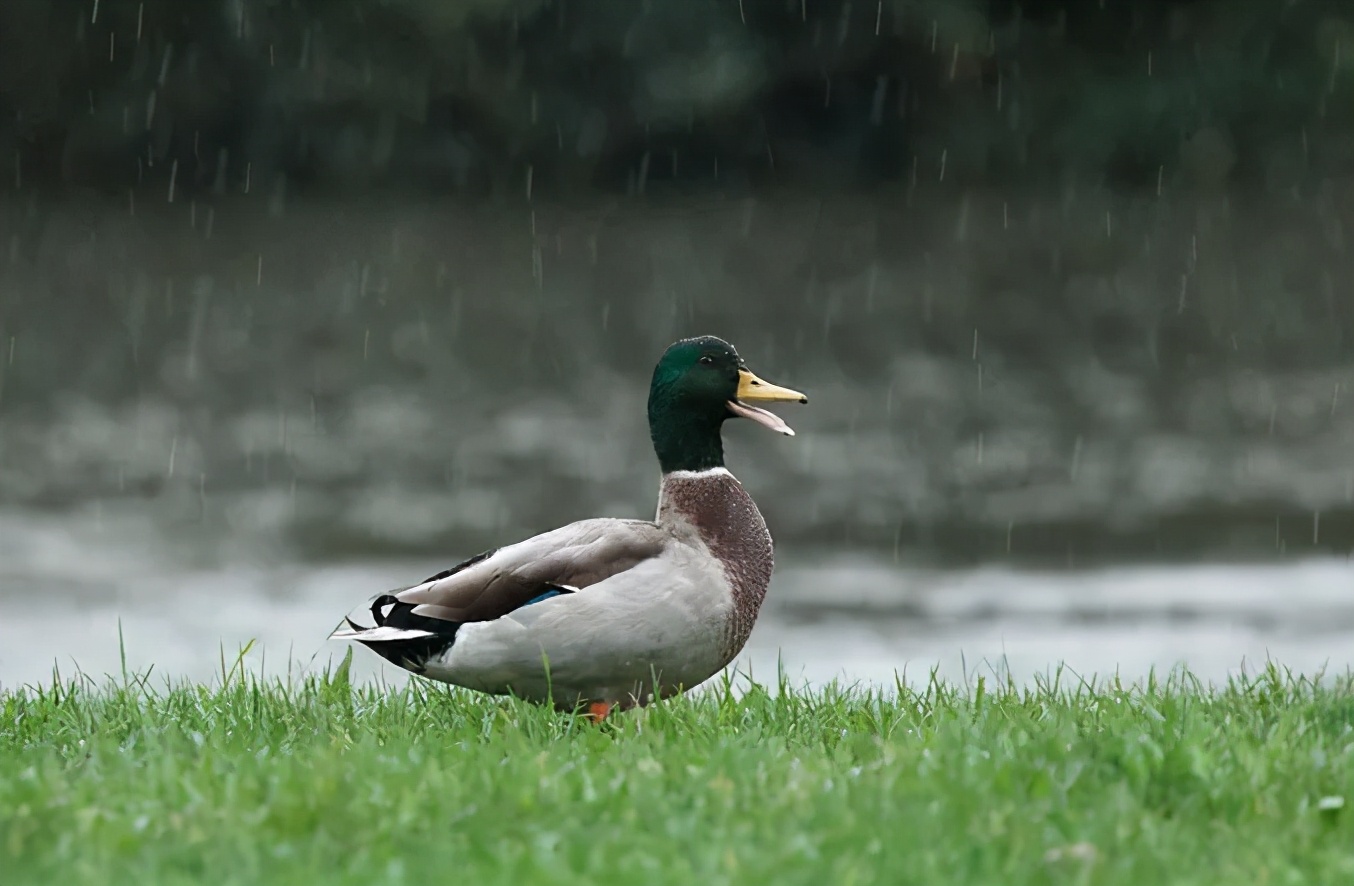 动物怎么度过暴雨？松鼠打起雨伞，大象丝毫不慌，猫头鹰哭了