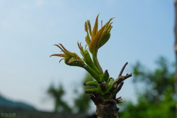 香椿芽的储存方法(春芽怎么放冰箱保存)