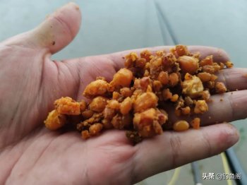 玉米面自制野钓鲤鱼饵(玉米粉不蒸熟能钓鱼吗)