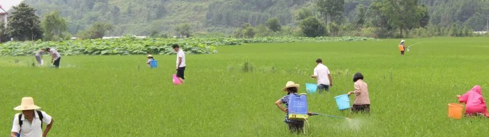 水稻“杀手”福寿螺的危害究竟有多大？