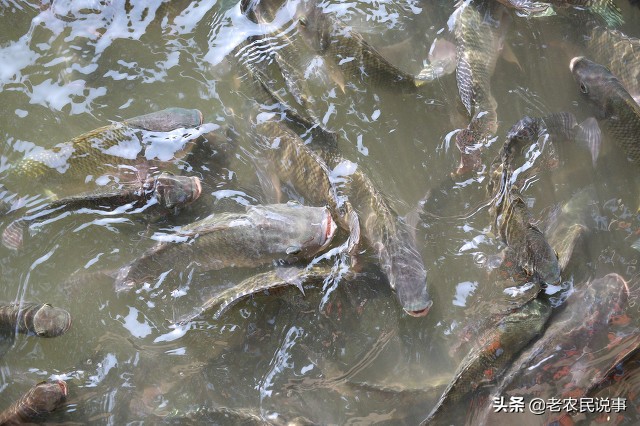 我国三种常见的垃圾鱼，臭水沟能见到，吃粪便能成活，你见过吗？