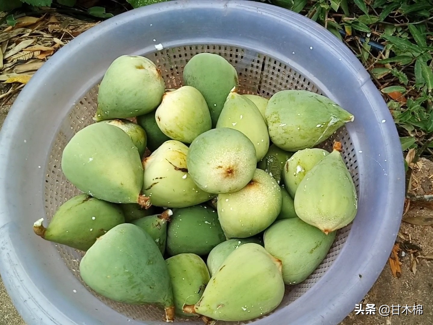 以下这些植物竟然是制作凉粉的原料？快来看看你认识多少种