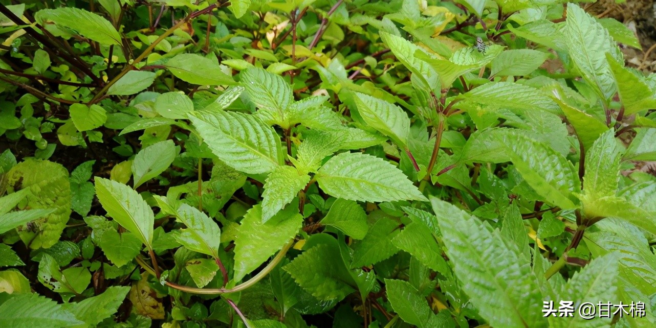 以下这些植物竟然是制作凉粉的原料？快来看看你认识多少种