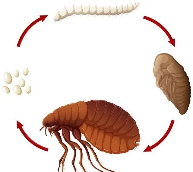 虫控公司告诉你，被跳蚤咬伤怎么处理