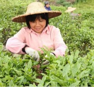 如何炒茶叶(手工制作茶叶的步骤)