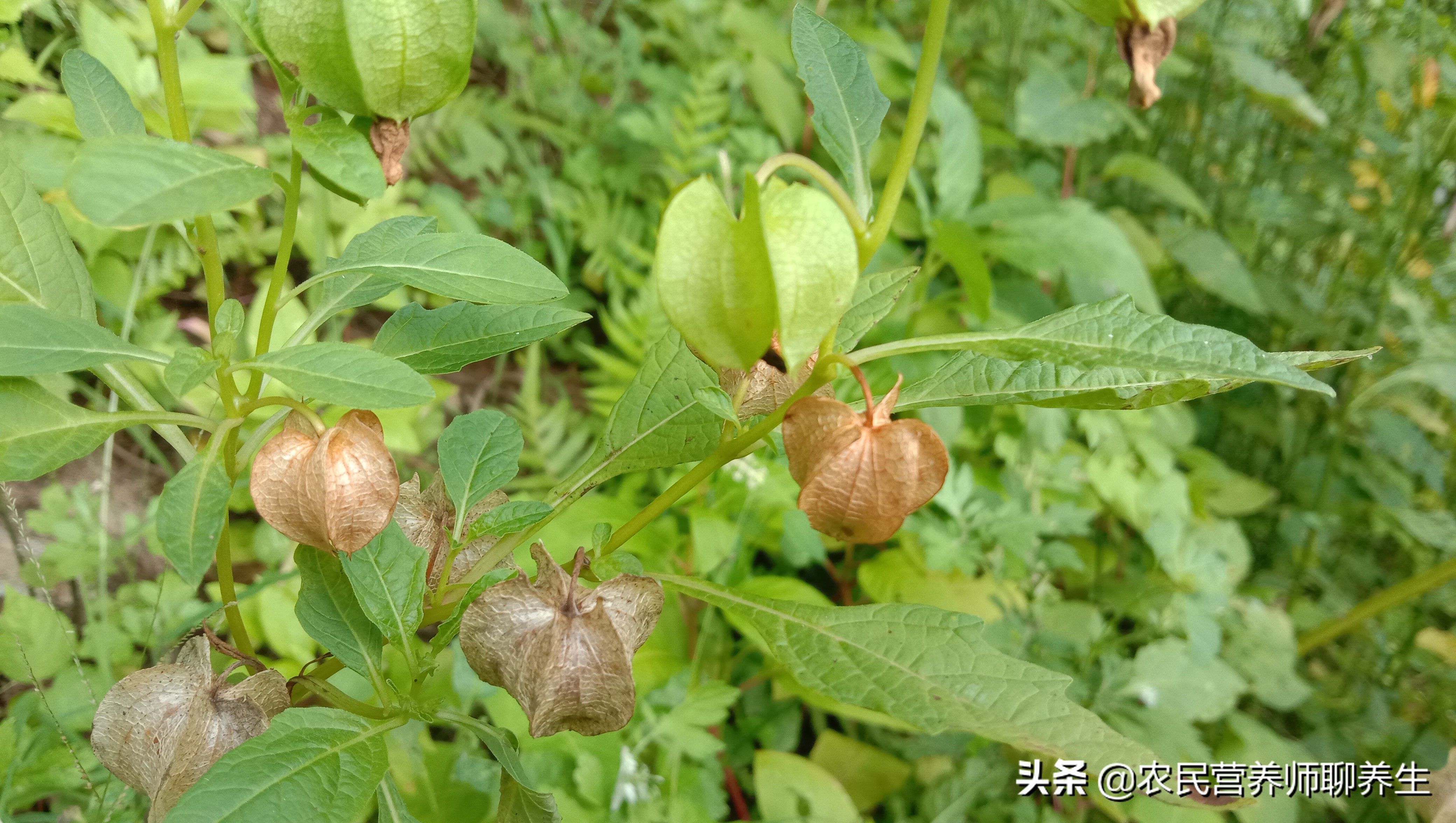 太热了吃碗冰粉凉爽，它是用什么做的呢，就在你身边了解一下