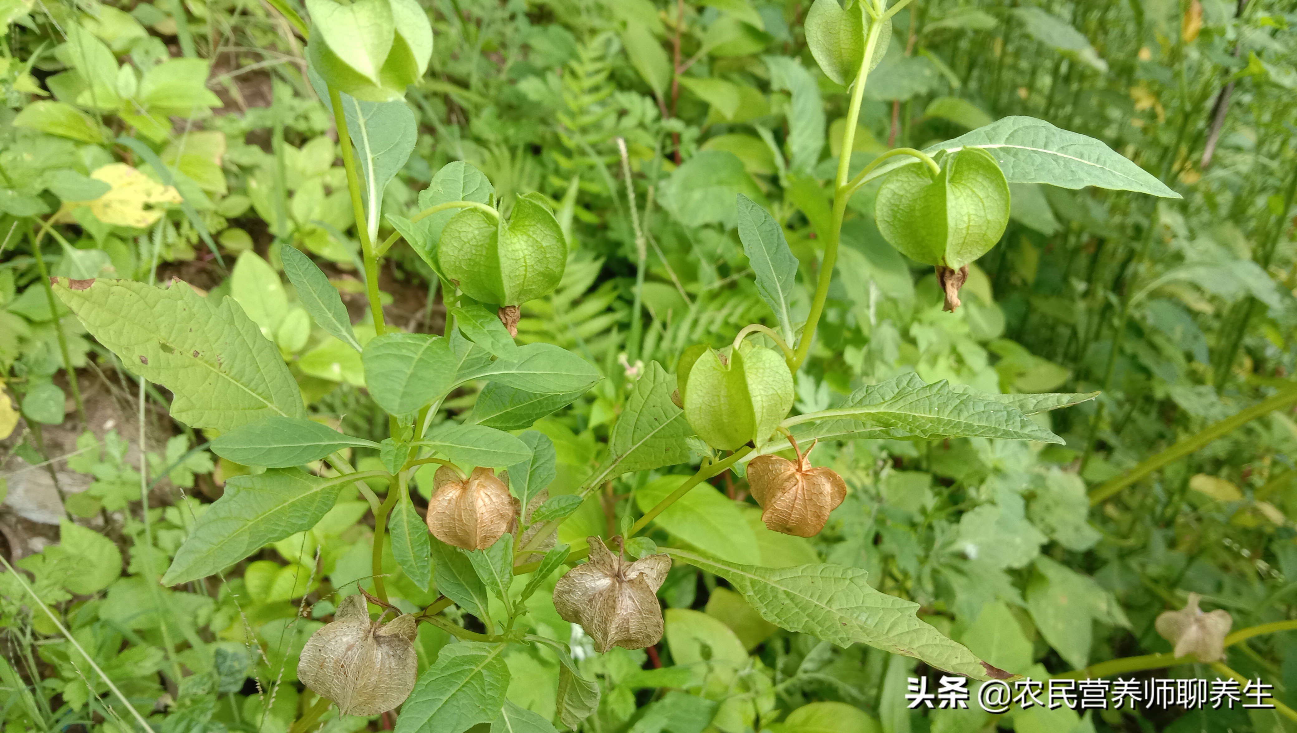 太热了吃碗冰粉凉爽，它是用什么做的呢，就在你身边了解一下