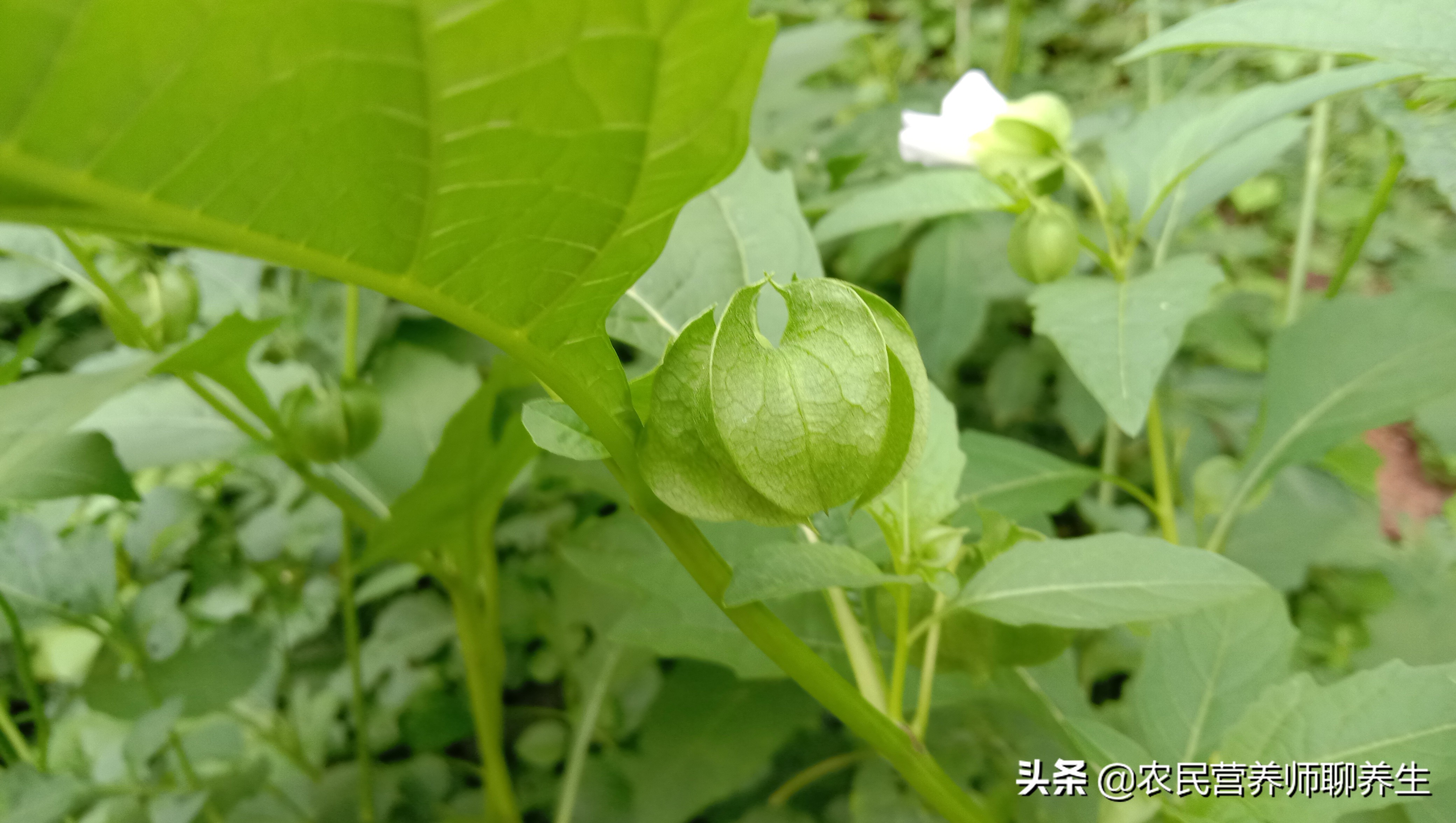 太热了吃碗冰粉凉爽，它是用什么做的呢，就在你身边了解一下