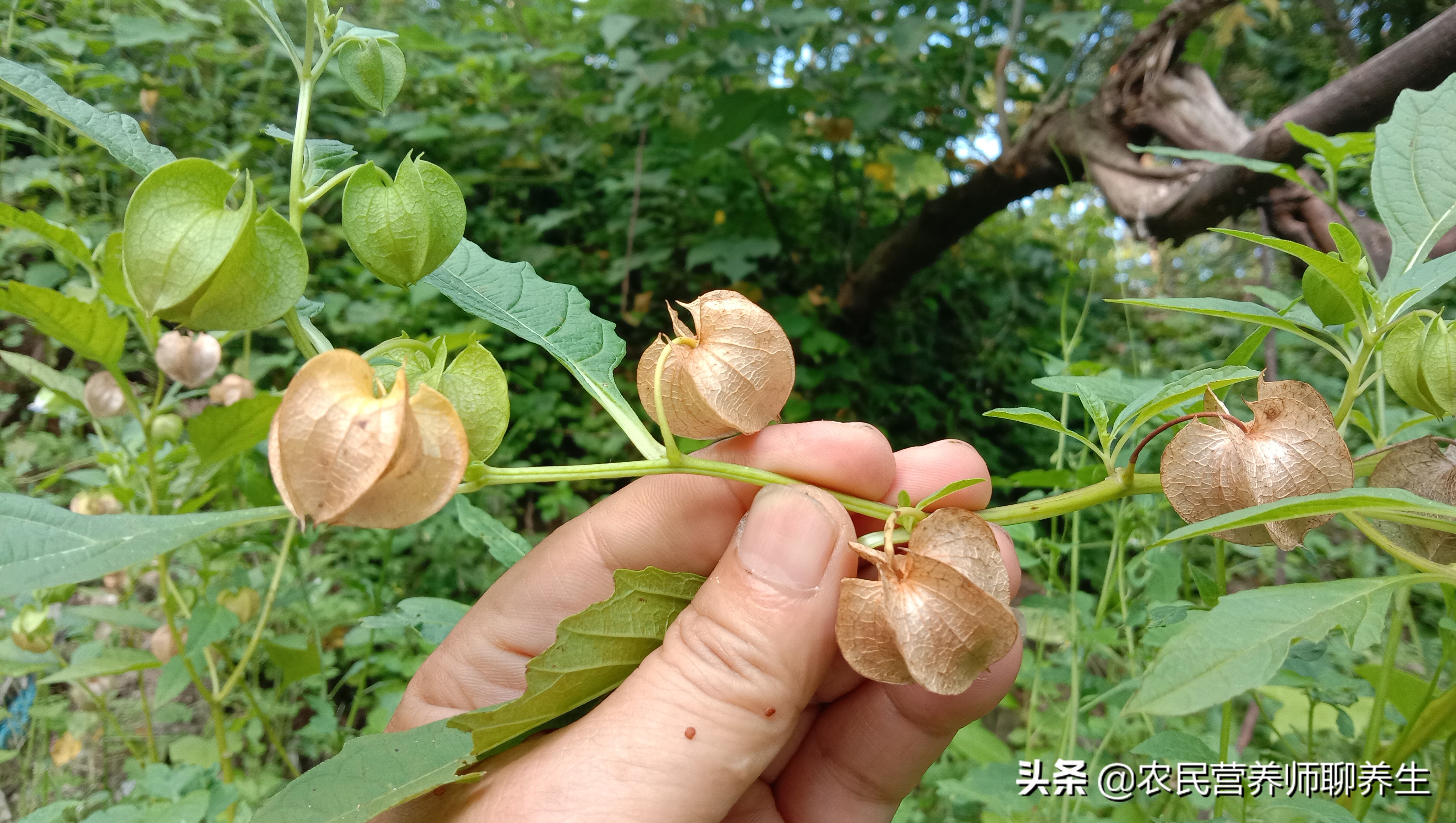 太热了吃碗冰粉凉爽，它是用什么做的呢，就在你身边了解一下