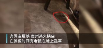 放什么东西老鼠不敢来(火锅店现老鼠乱窜)