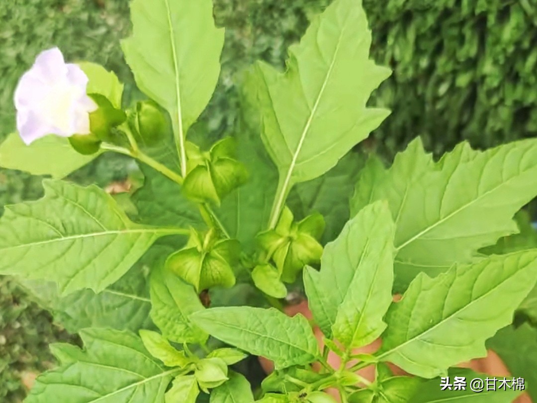 以下这些植物竟然是制作凉粉的原料？快来看看你认识多少种