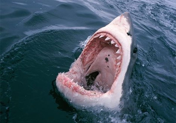 鲨鱼一生可换数万颗牙，鳄鱼可换50次牙，为什么人类只能换一次？