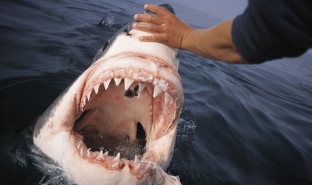鲨鱼一生可换数万颗牙，鳄鱼可换50次牙，为什么人类只能换一次？