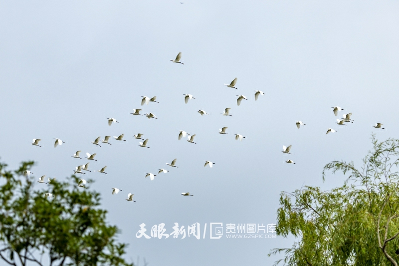 贵州百里杜鹃：生态美 鹭鸟飞