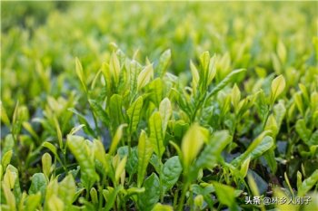 谷雨时节的小吃美食(谷雨吃什么传统食物)