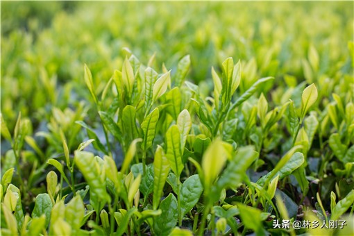 谷雨吃什么最好？这四种传统美食一定要吃