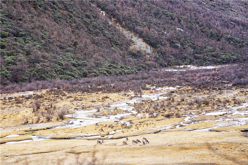 川西秘境，稻城亚丁，高海拔徒步7小时，探寻神山守护的仙境风景