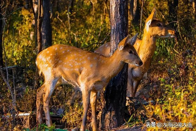 大连莲花山风景区，占地4.9万平方米，藏在城市之中的神秘高山