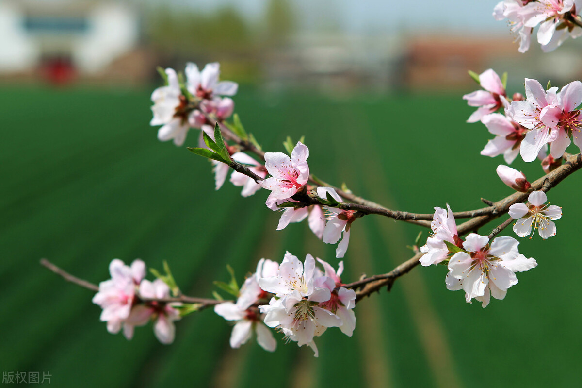 4月4日清明节，“3不烧，3不做，3习俗”，农村老传统不能丢