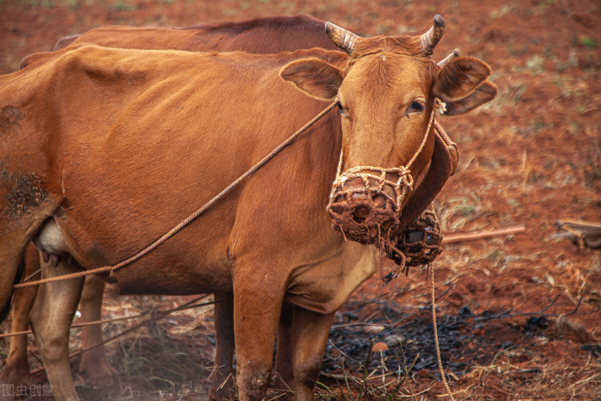 从国家保护动物，到成为票贩子的代名词，黄牛到底经历了什么？