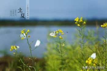 立夏为什么要吃蛋(立夏蛋带是怎么勾的)