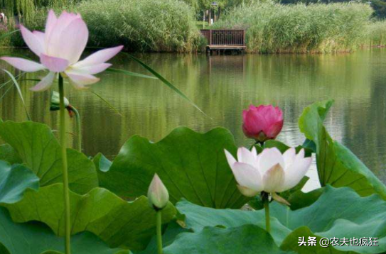 今日立夏，为何立夏节气要吃鸡蛋？有什么好处？看完明白了