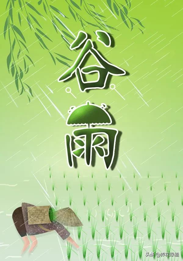 今年4月20日，是谷雨节，你了解其特点、由来、习俗及相关谚语吗