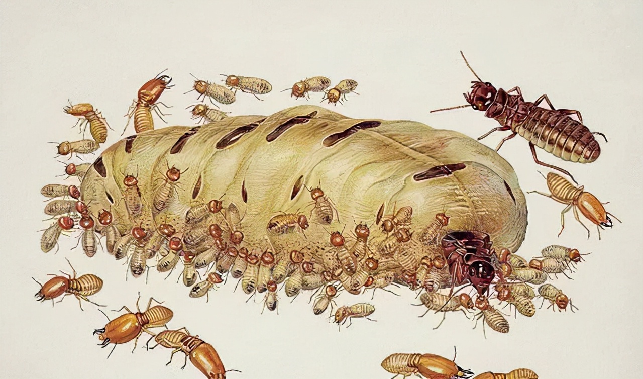 同样是一种白蚁，为何蚁后肚子比其他白蚁的大？蚁后：繁殖后代