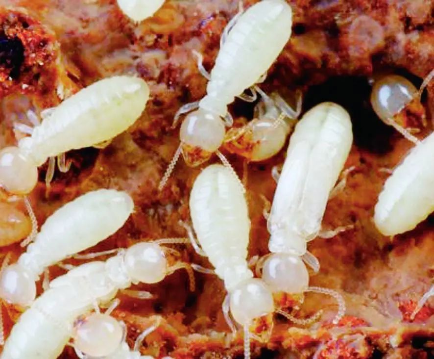 同样是一种白蚁，为何蚁后肚子比其他白蚁的大？蚁后：繁殖后代