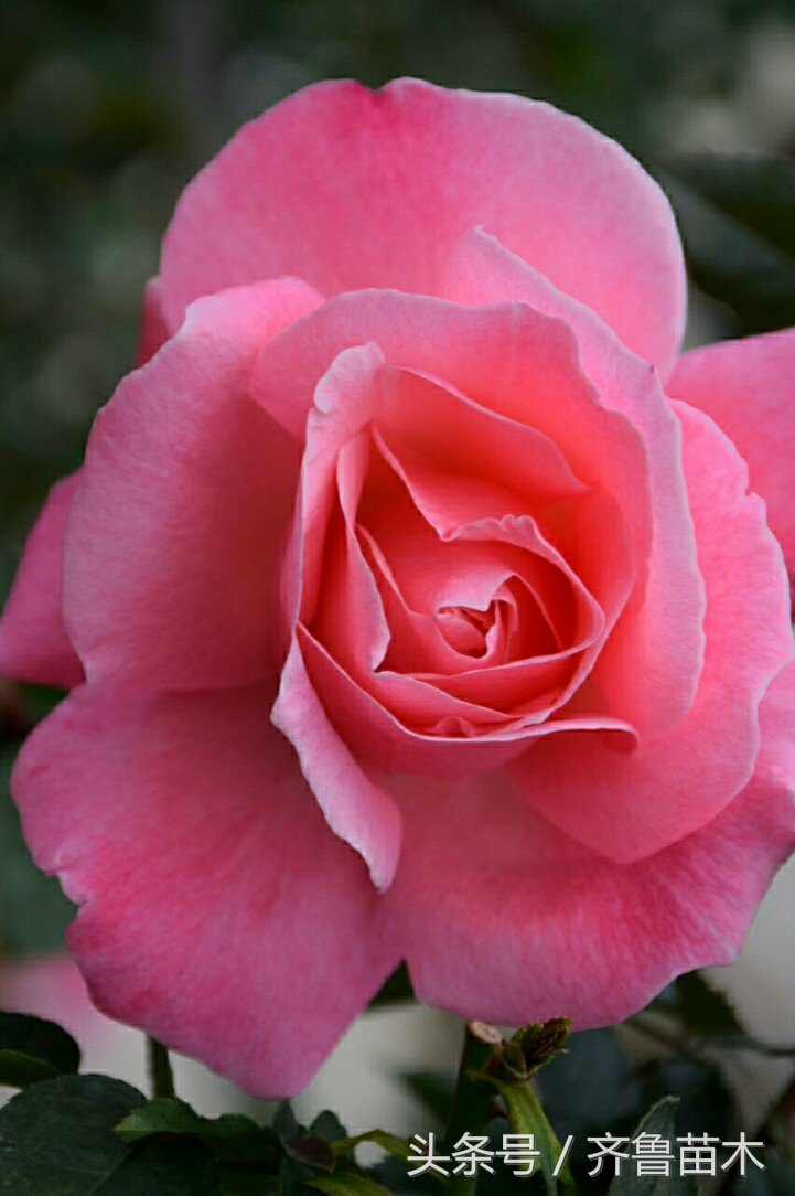 玫瑰花颜色、数量不同代表的花语也不同，搞错可就尴尬了哦！