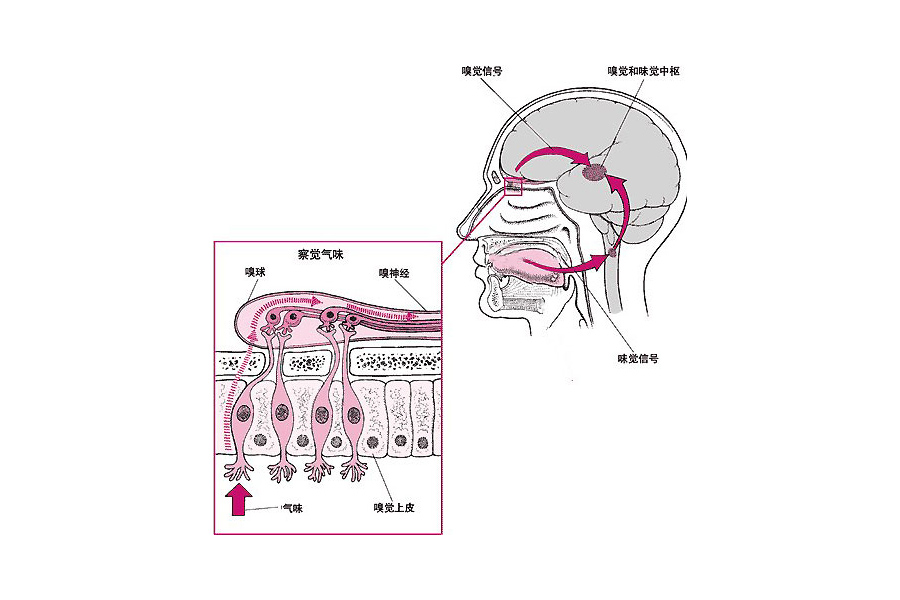 成语“周公吐哺”里，“哺”是什么？