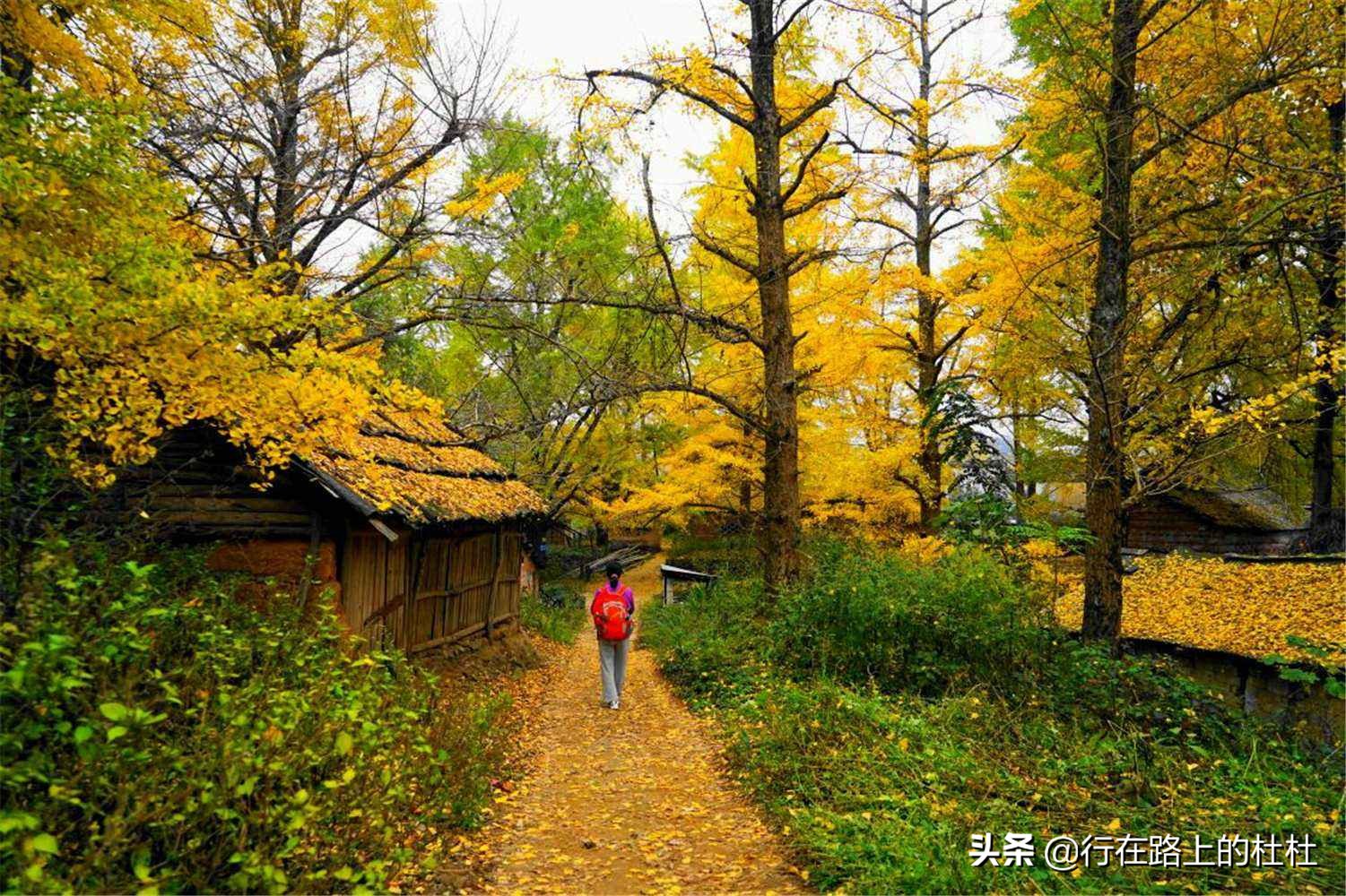 中国10大最美银杏观赏地，都是世界级的美景，定不负所望