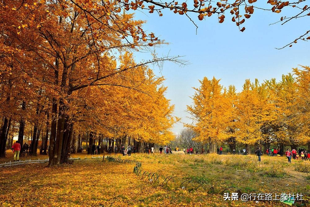 中国10大最美银杏观赏地，都是世界级的美景，定不负所望