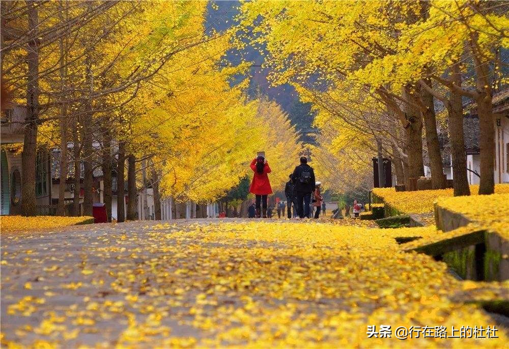 中国10大最美银杏观赏地，都是世界级的美景，定不负所望