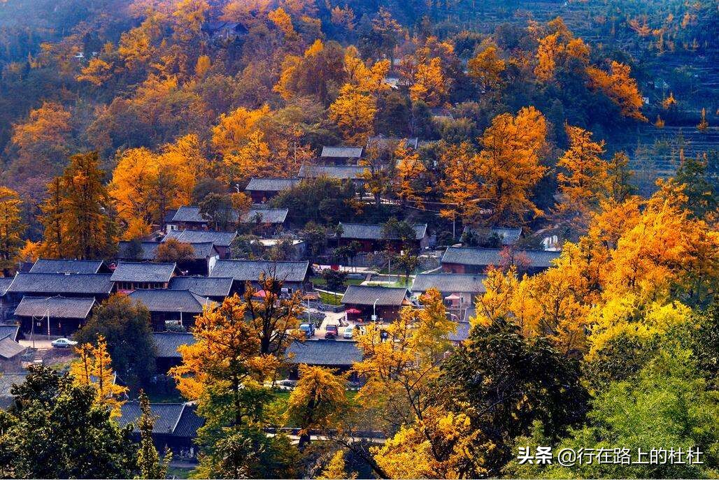 中国10大最美银杏观赏地，都是世界级的美景，定不负所望