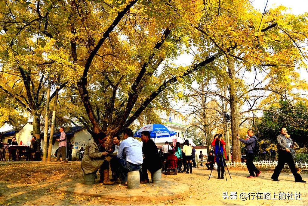 中国10大最美银杏观赏地，都是世界级的美景，定不负所望