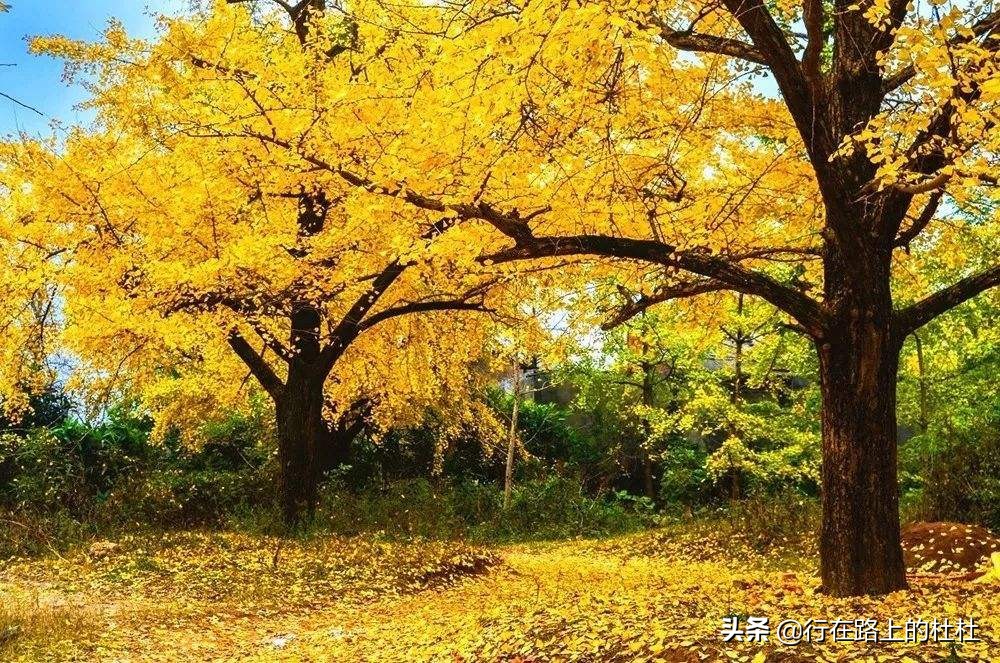 中国10大最美银杏观赏地，都是世界级的美景，定不负所望