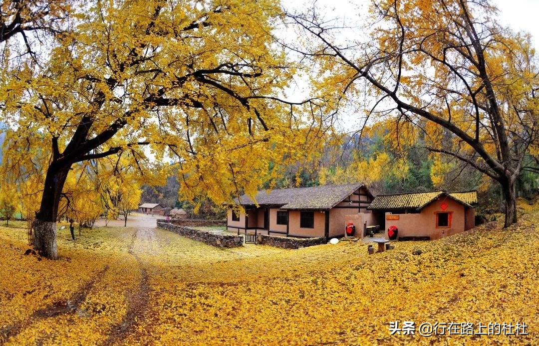 中国10大最美银杏观赏地，都是世界级的美景，定不负所望