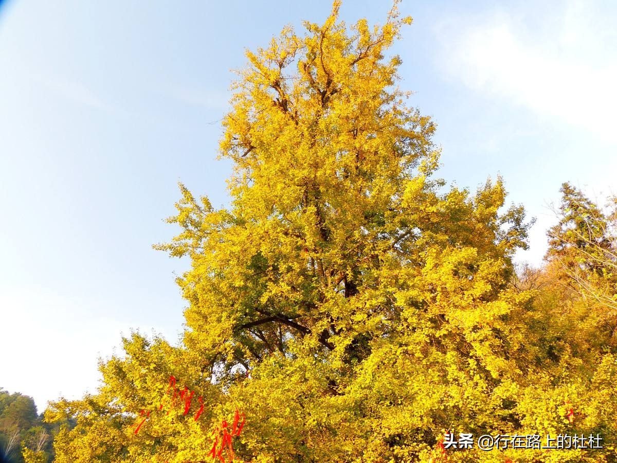 中国10大最美银杏观赏地，都是世界级的美景，定不负所望