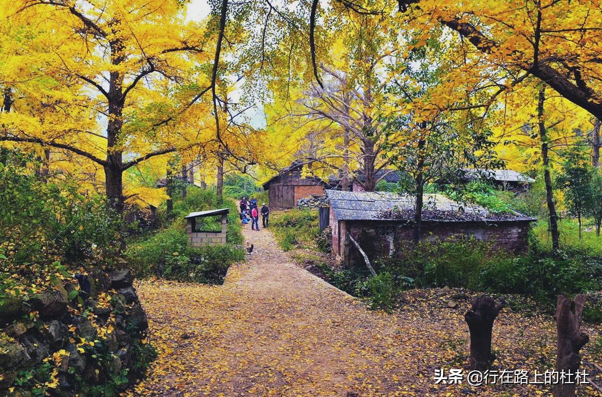 中国10大最美银杏观赏地，都是世界级的美景，定不负所望