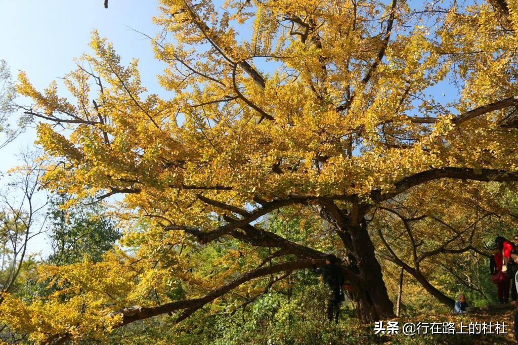 中国10大最美银杏观赏地，都是世界级的美景，定不负所望