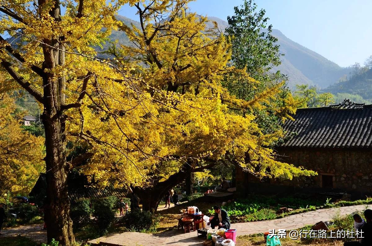 中国10大最美银杏观赏地，都是世界级的美景，定不负所望