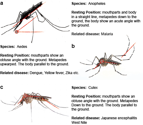 蚊子的科学故事