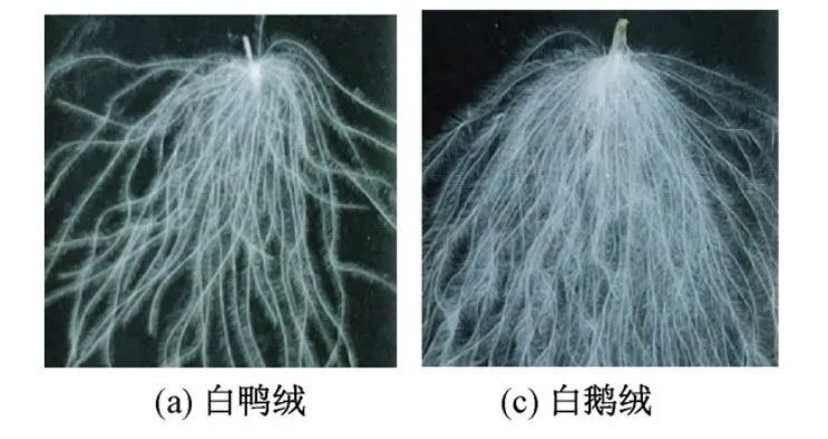 鹅绒真比鸭绒好？羽绒服里为啥没有“鸡绒”？