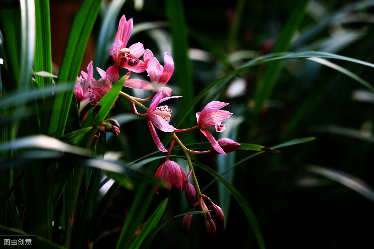 常说的“花中四君子”都代表些什么？