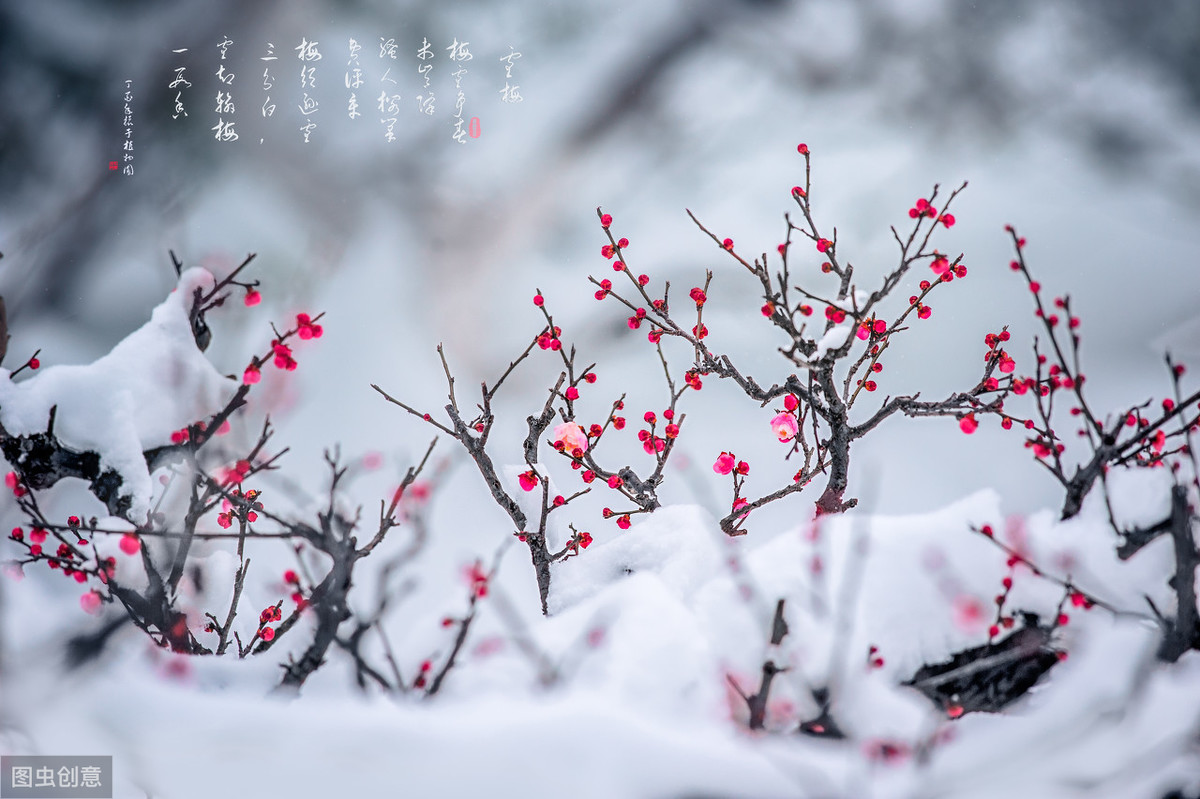 常说的“花中四君子”都代表些什么？