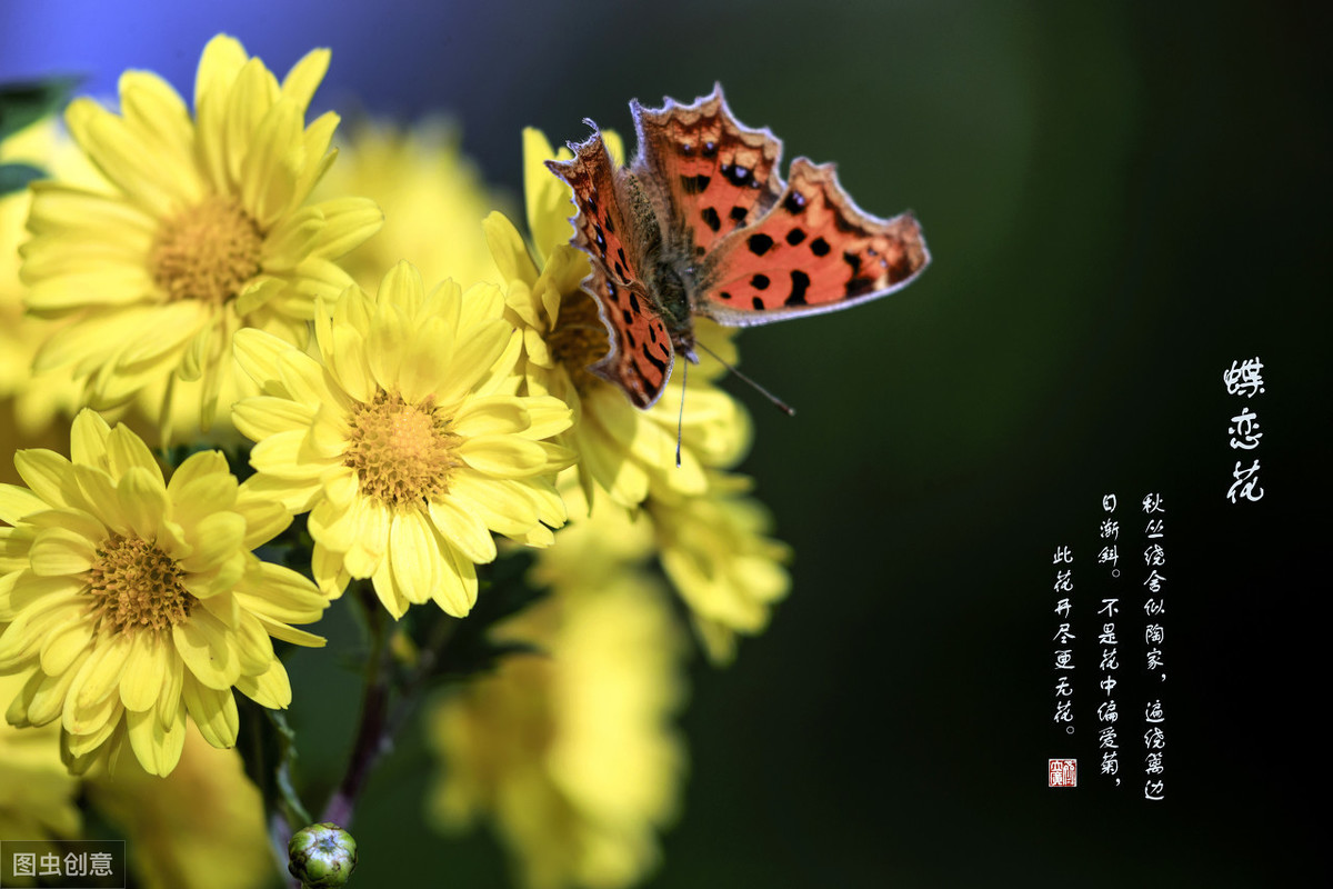 常说的“花中四君子”都代表些什么？